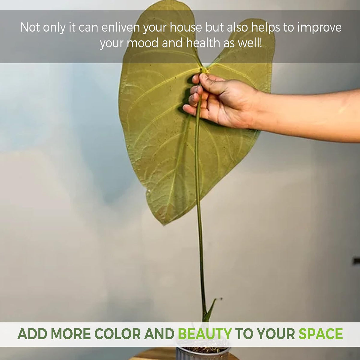 Green Live House Plant Anthurium Regale O87198