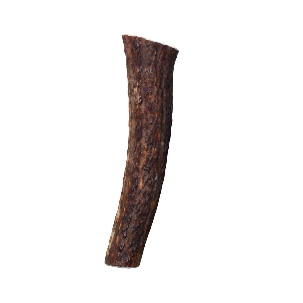 Whole Wild Elk Antler S70808