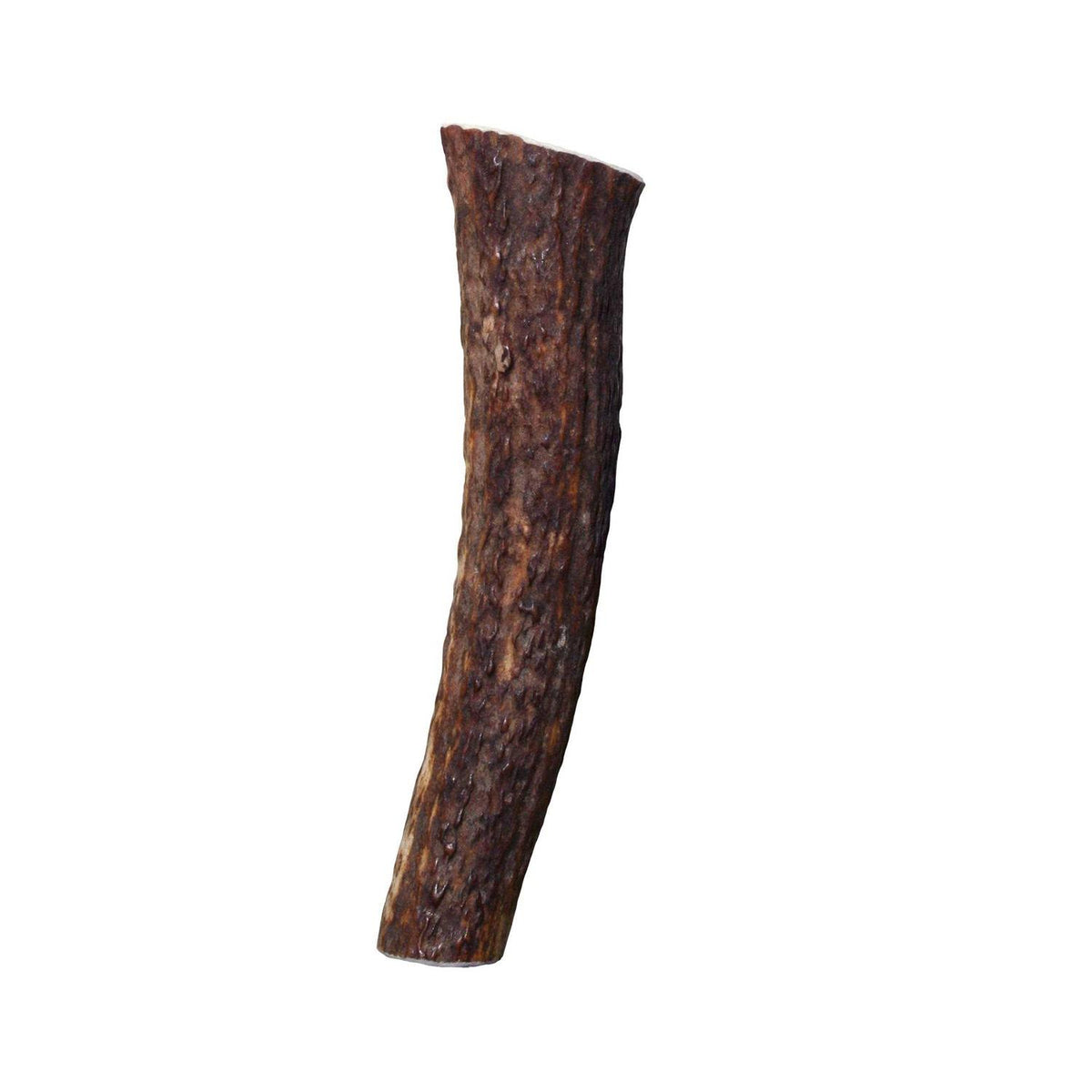 Whole Wild Elk Antler S70808