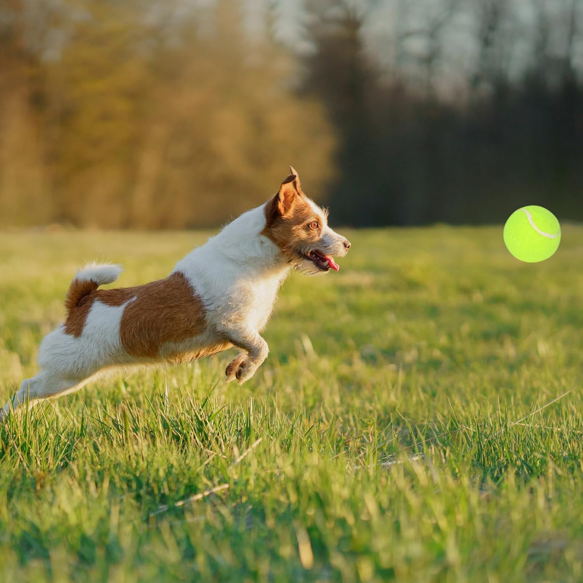 12 Pack 2inch Tennis Balls for Dogs V7322
