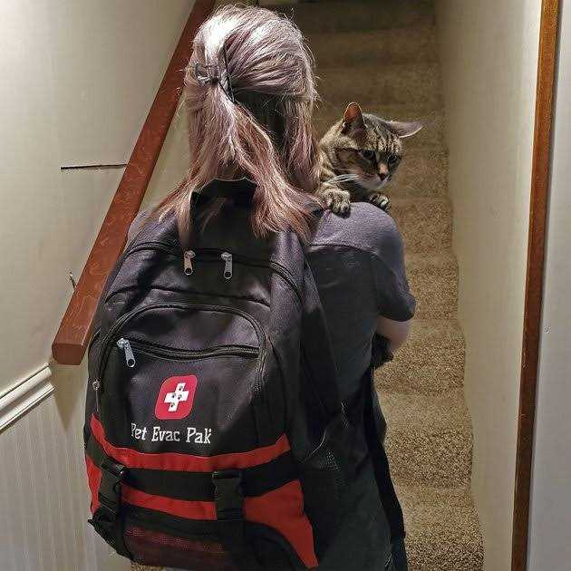 Cat Emergency Backpack Y800