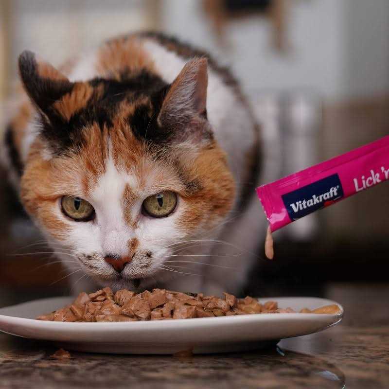 Cat Treat K667106