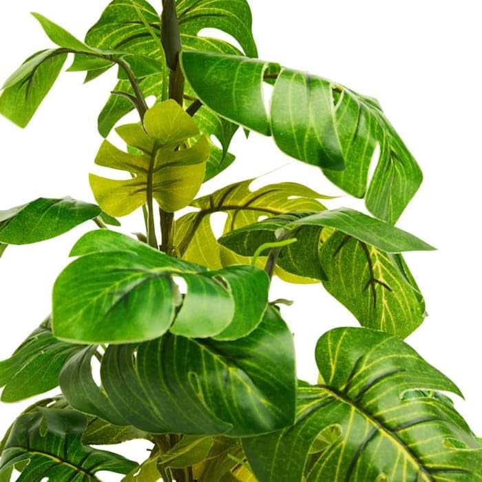 Araceae Plant Terrarium Decor M14284