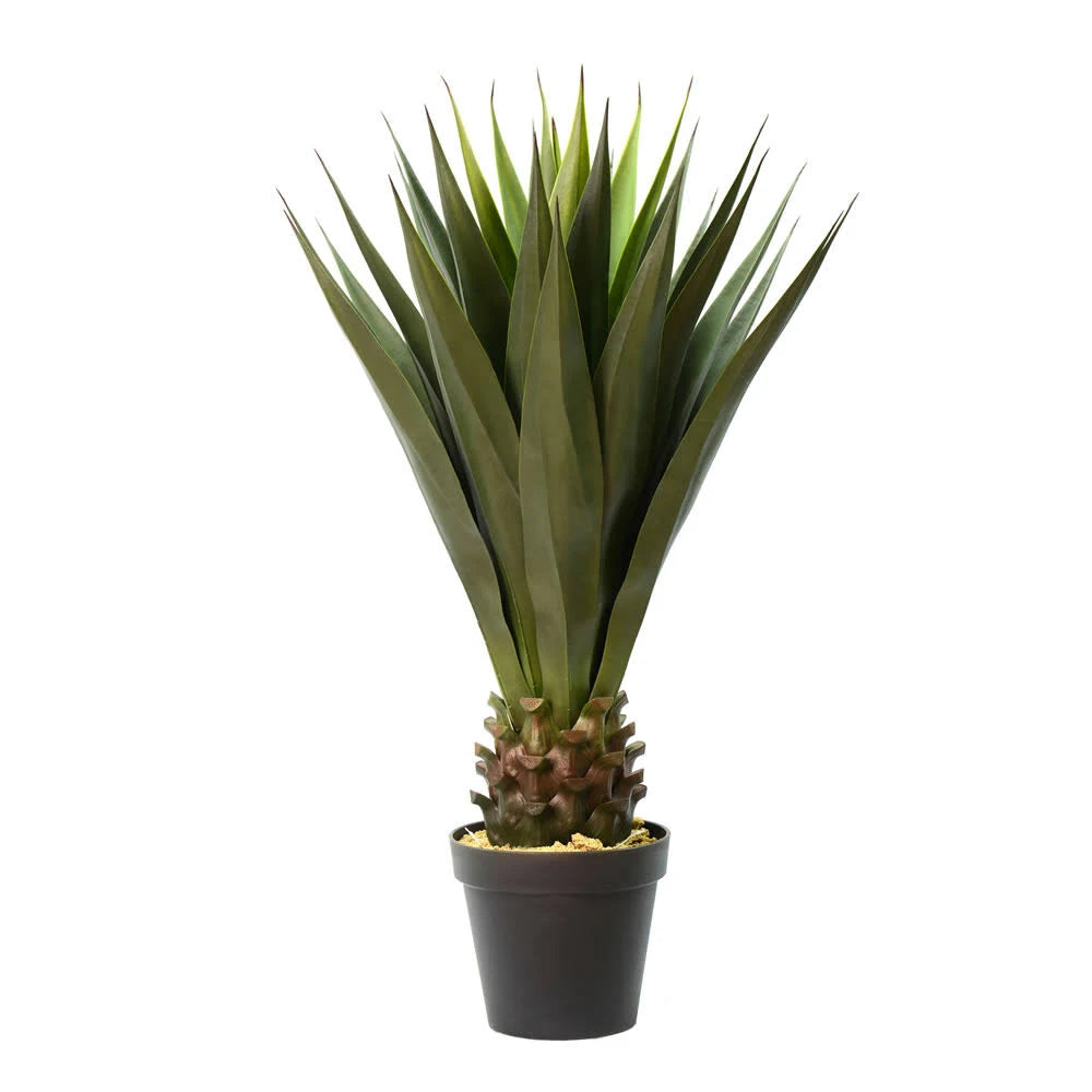 Green Potted Aloe Vera X587