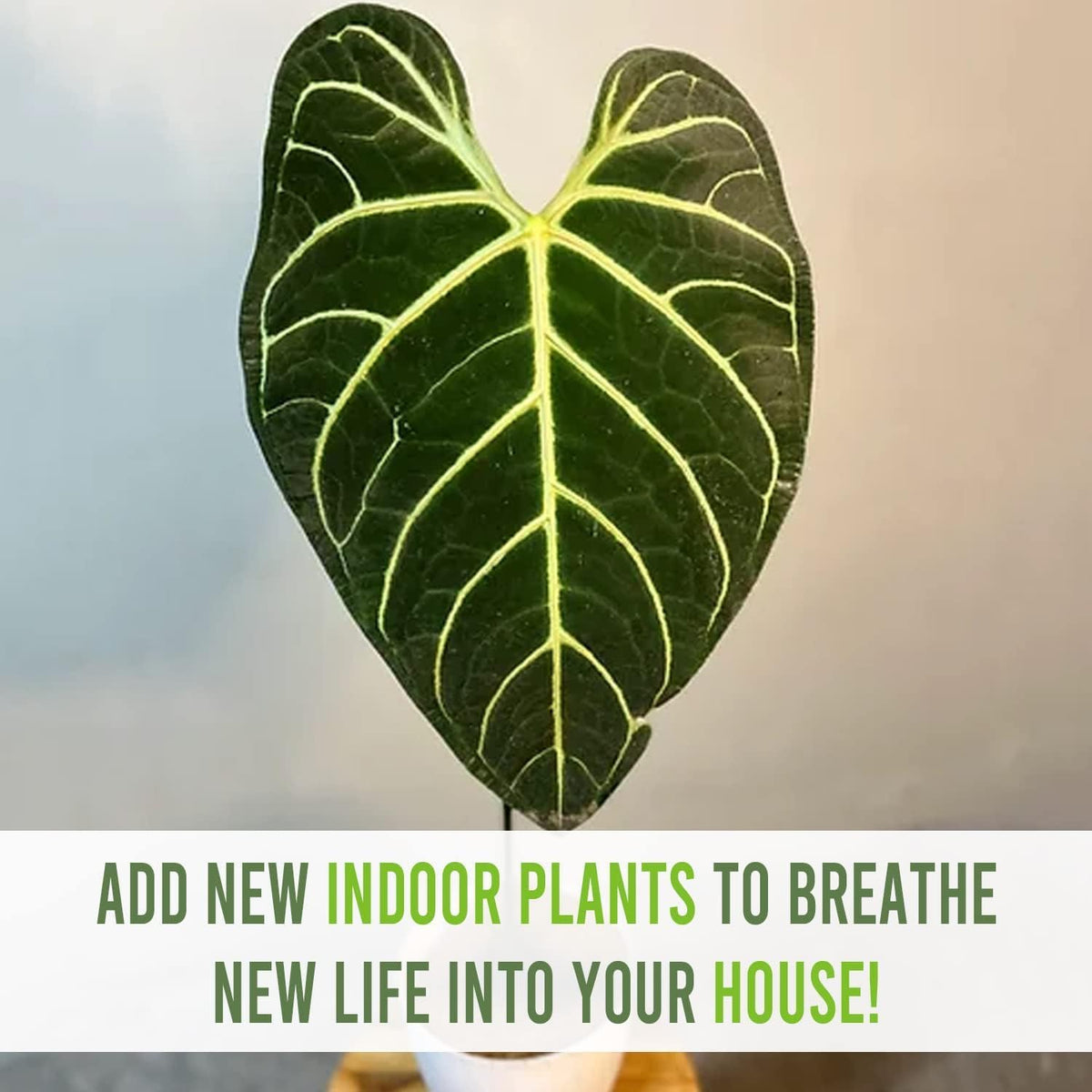 Green Live House Plant Anthurium Regale O87198