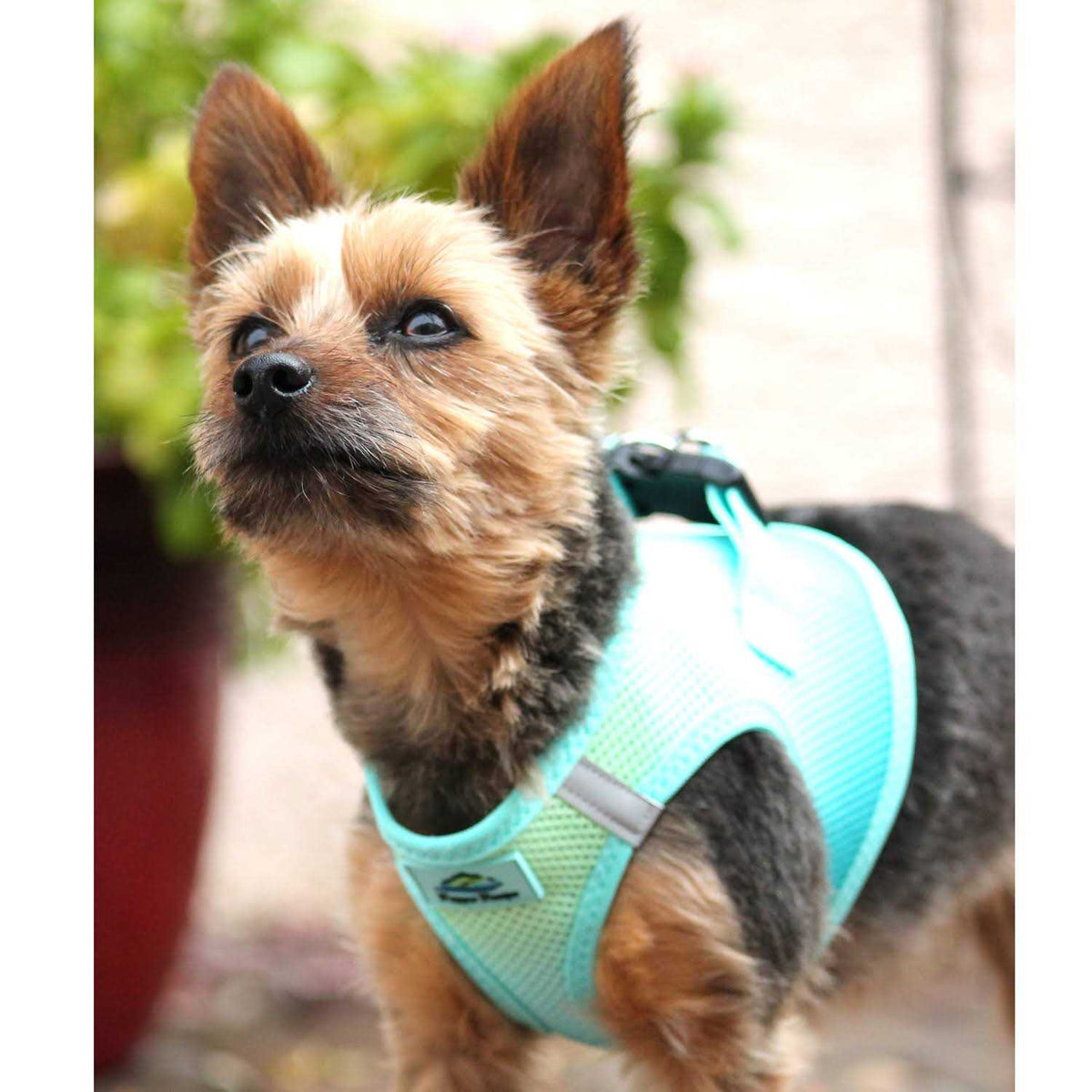 Choke Free Dog Harness A894686