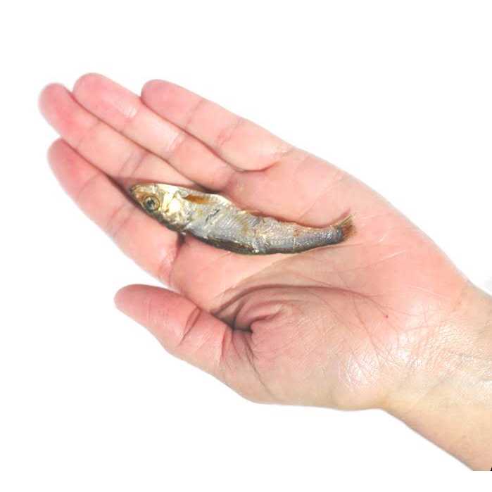 Wild Caught Baltic Sprat Dog Treats T3069