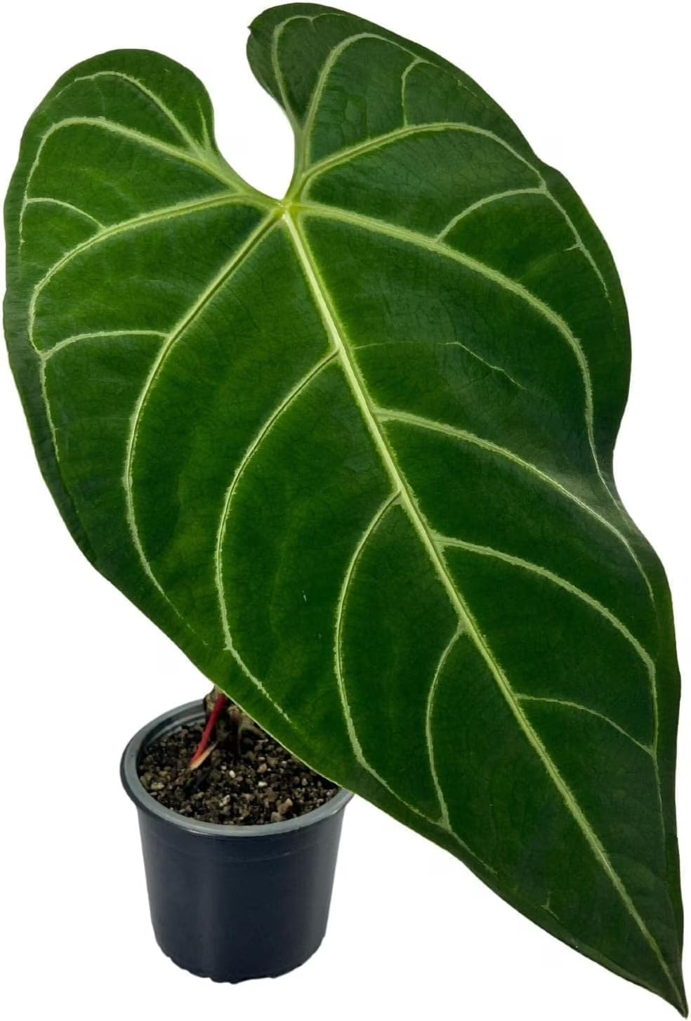 Green Live House Plant Anthurium Regale O87198