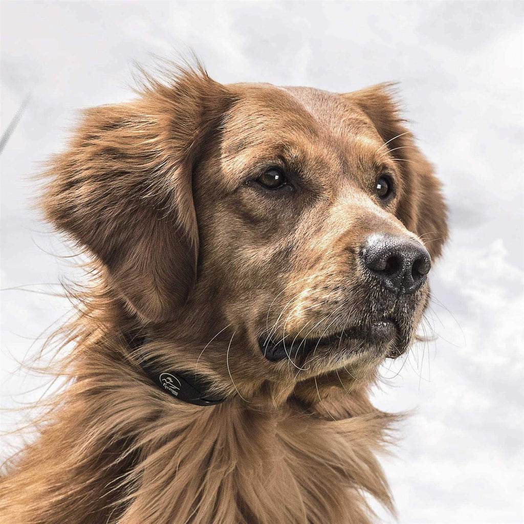 Pet Supplies N522711