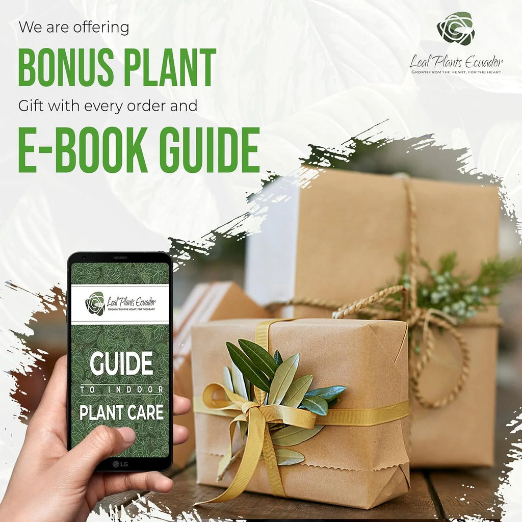 Green Live House Plant Anthurium Regale O87198