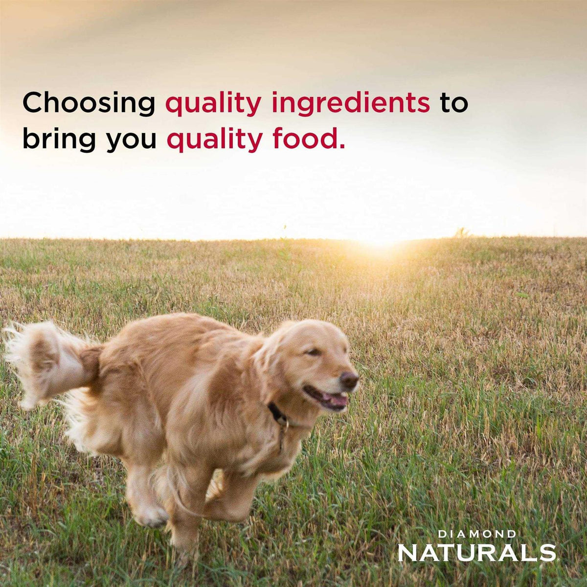 Senior Dry Dog Food X7541