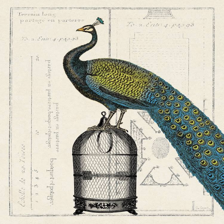 Canvas Art Picture - Peacock Birdcage G669318