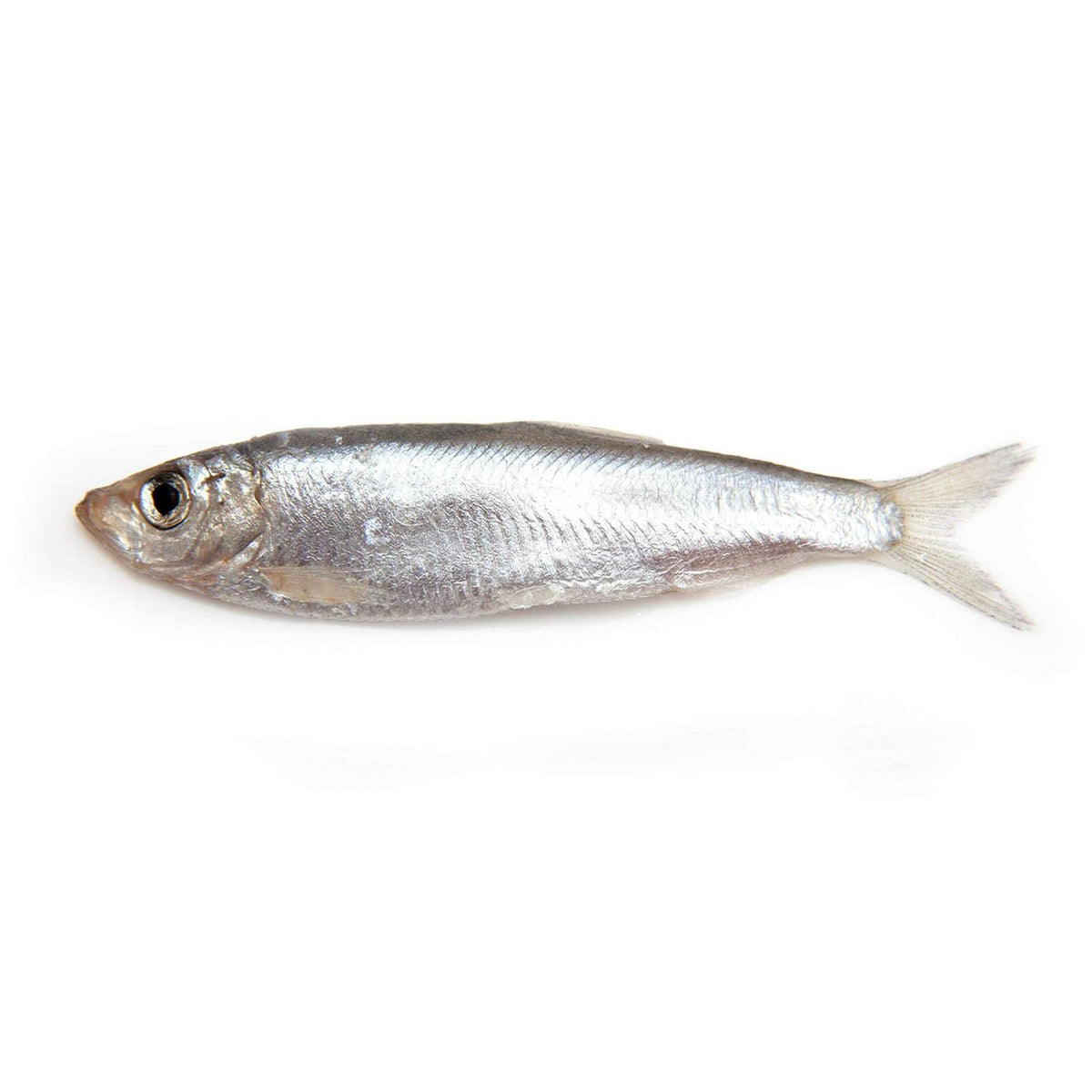 Wild Caught Baltic Sprat Dog Treats T3069